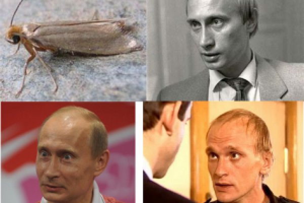 Зеркало кракен дарк